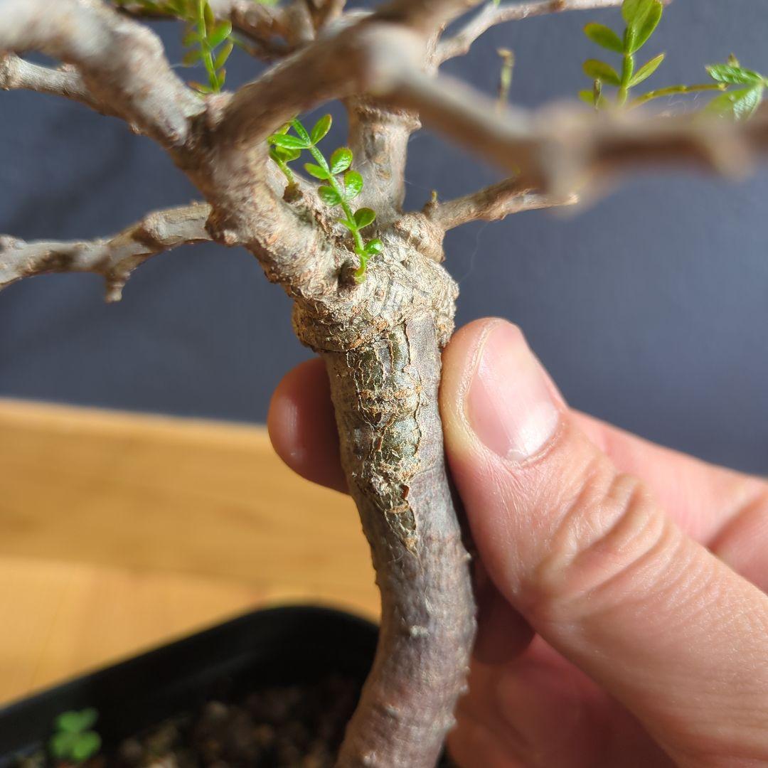 1/20写真更新　オペルクリカリアパキプス　実生　3年目