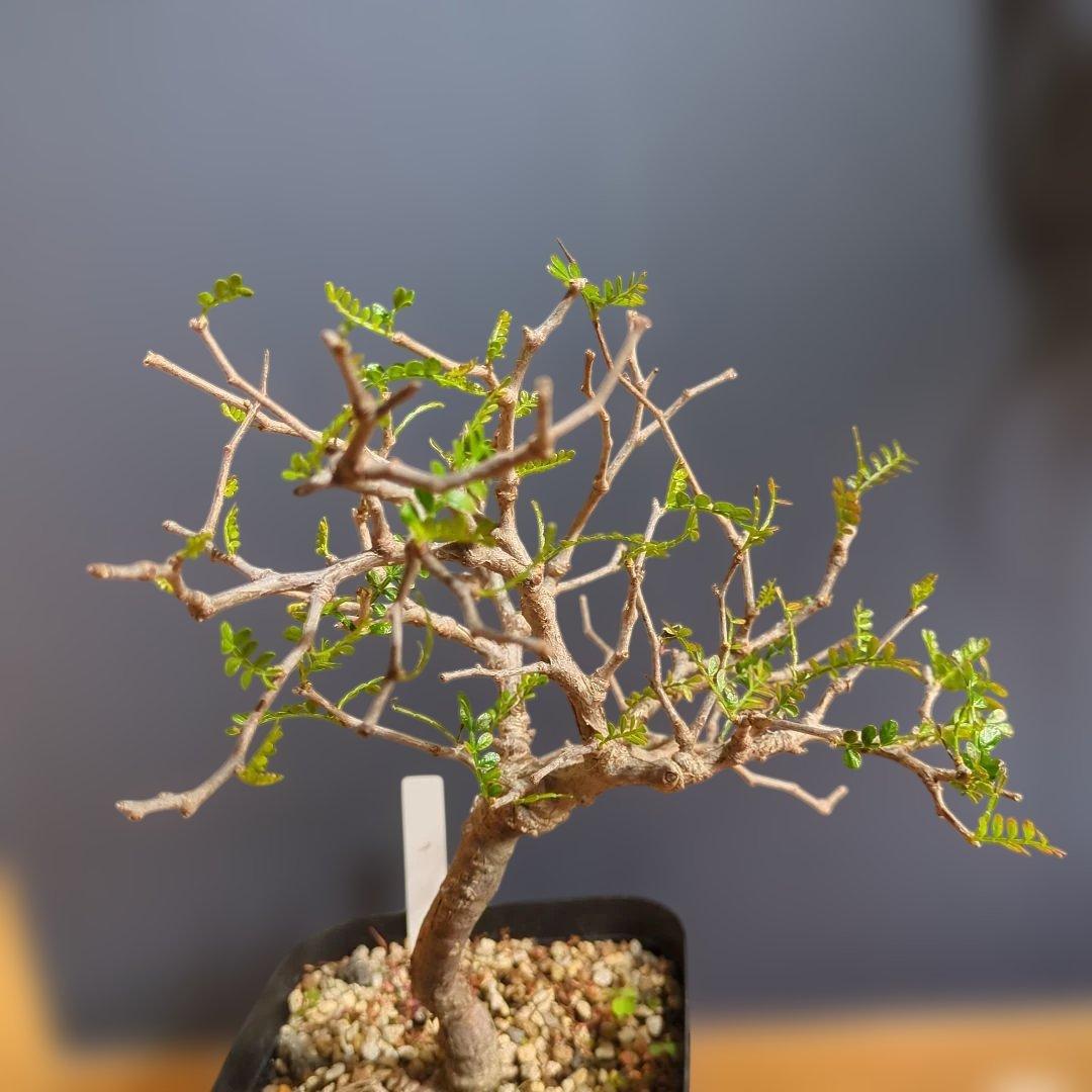 1/20写真更新　オペルクリカリアパキプス　実生　3年目