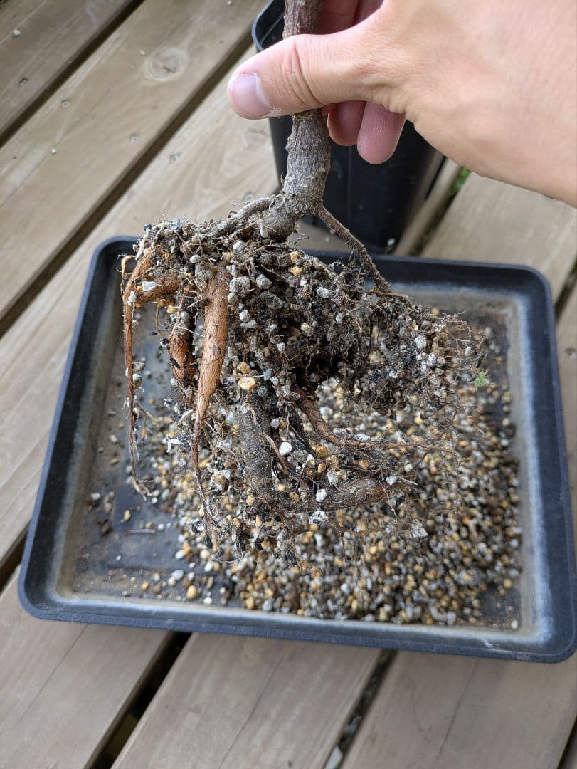 1/20写真更新　オペルクリカリアパキプス　実生　3年目