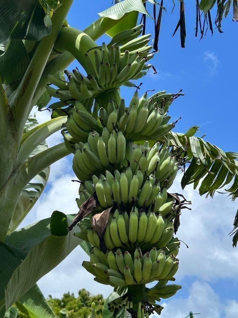準親株、255cm◇スーパードワーフ・キングナムワ＝バナナ苗◇関東露地