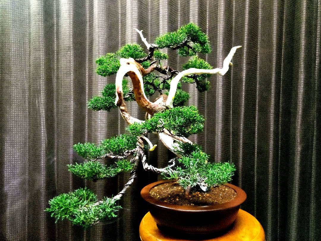 【中品　真柏盆栽】　　　　　 ⭕山木風に仕上げた一品❗