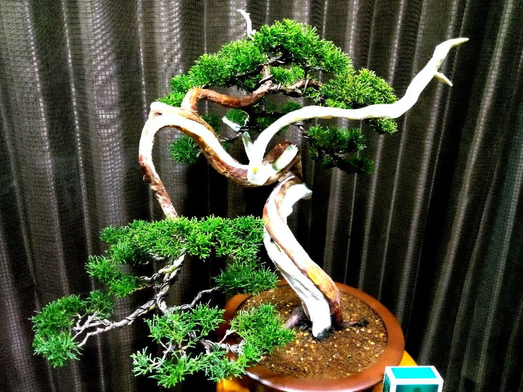 【中品　真柏盆栽】　　　　　 ⭕山木風に仕上げた一品❗