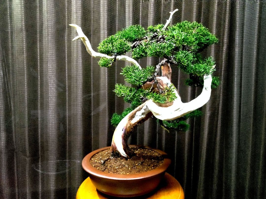 【中品　真柏盆栽】　　　　　 ⭕山木風に仕上げた一品❗