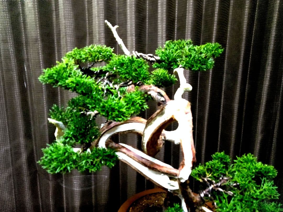 【中品　真柏盆栽】　　　　　 ⭕山木風に仕上げた一品❗