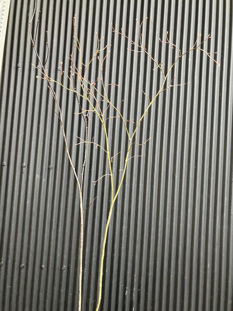 山採り コハウチワカエデ ウワミズザクラ 混合株 - メルカリ