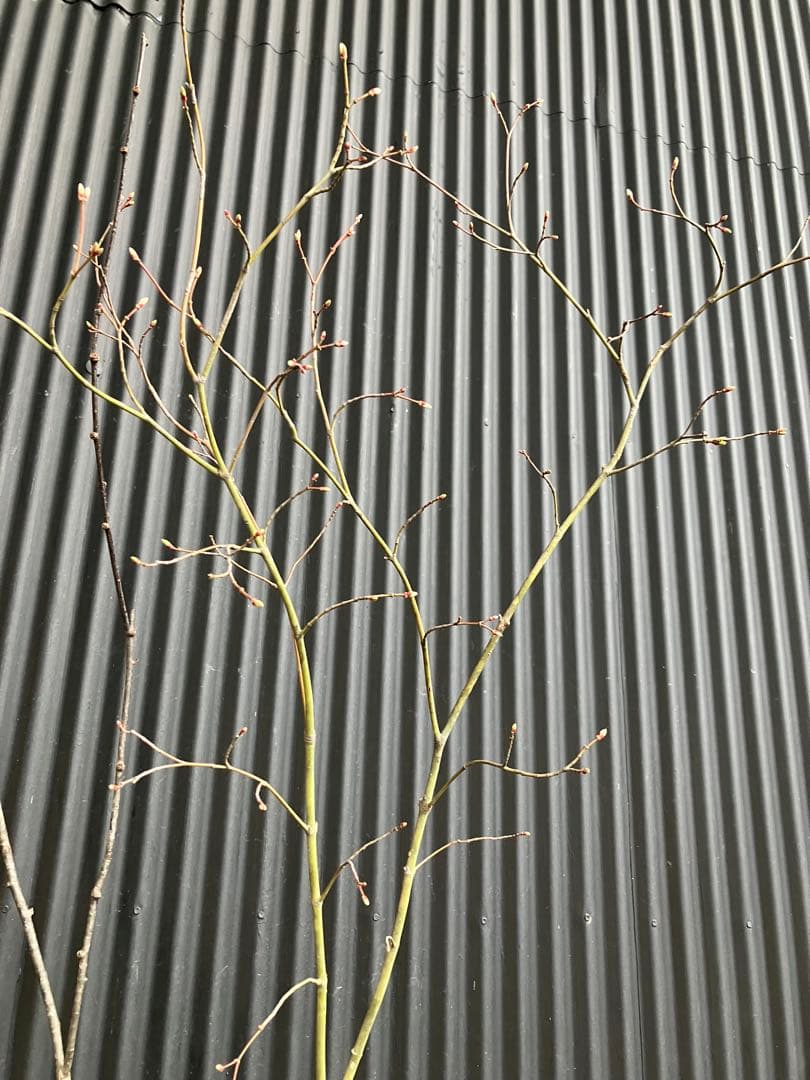 山採り コハウチワカエデ ウワミズザクラ 混合株 - メルカリ