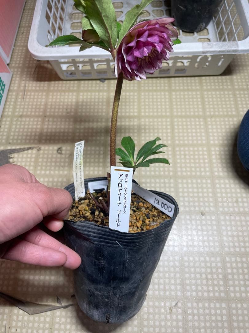 加藤農園 アフロディーテゴールド クリスマスローズ - メルカリ