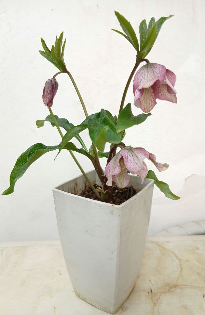 クリスマスローズ 苗☆ピンク☆バイカラー☆開花株！ - メルカリ