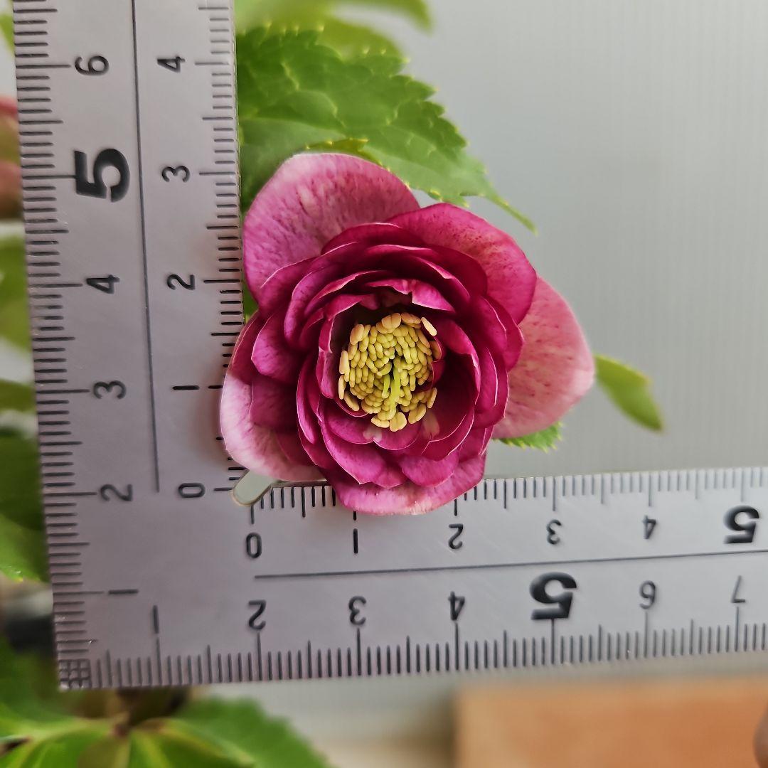 ㉖-281クリスマスローズ