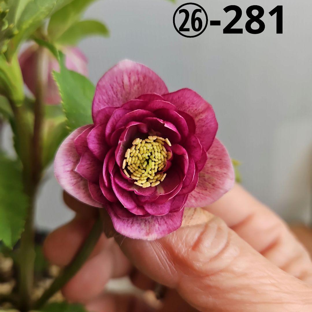 ㉖-281クリスマスローズ