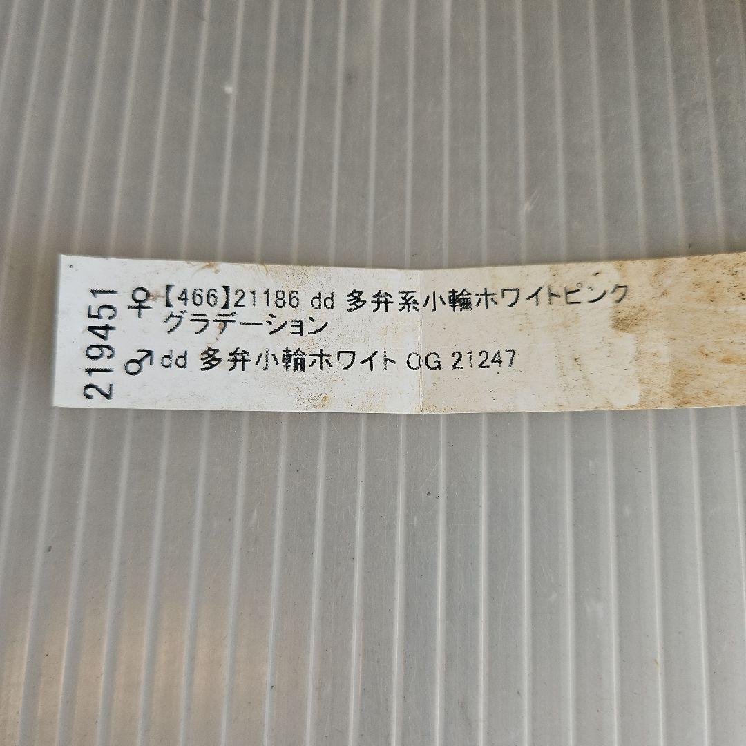 ㉖-281クリスマスローズ