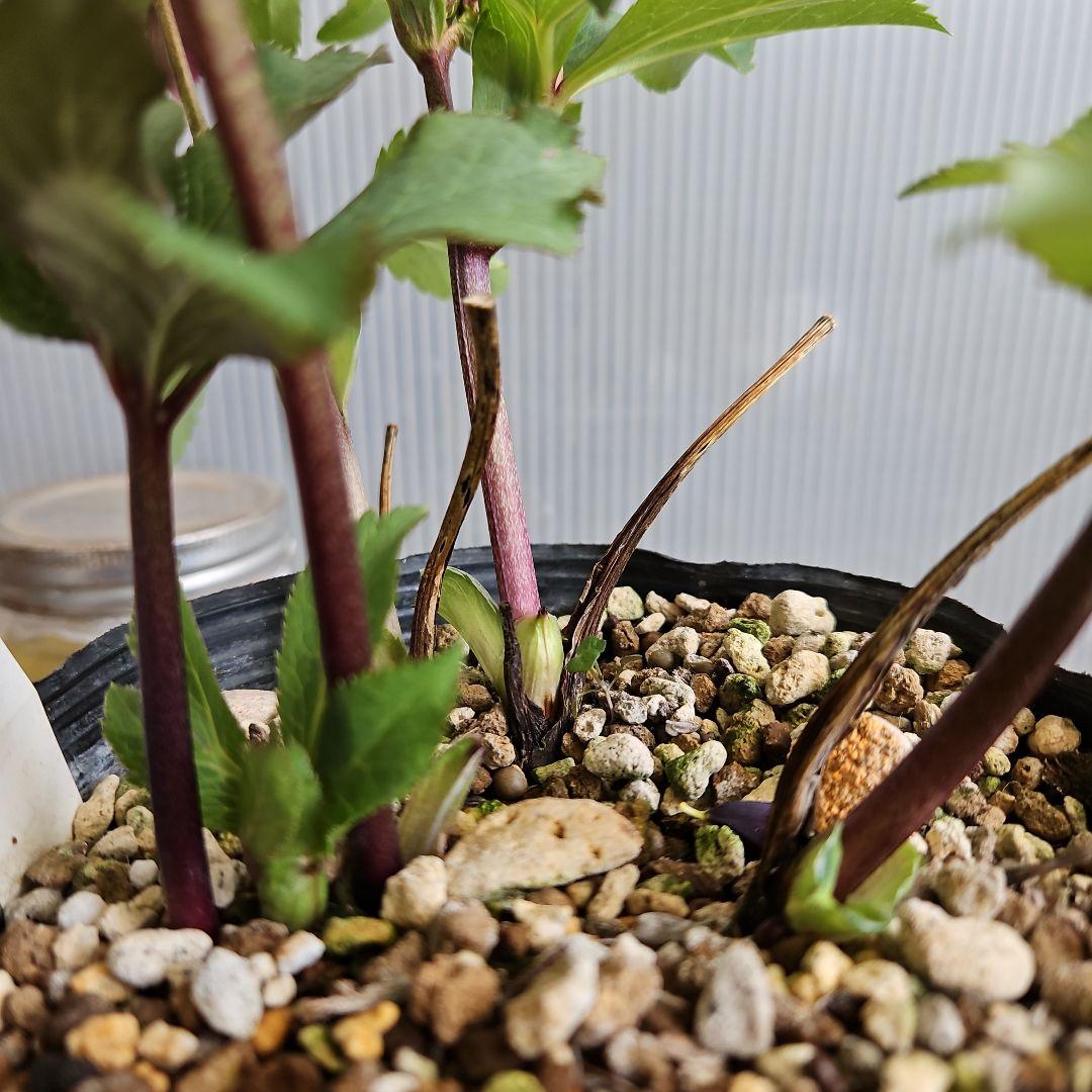 ㉖-281クリスマスローズ