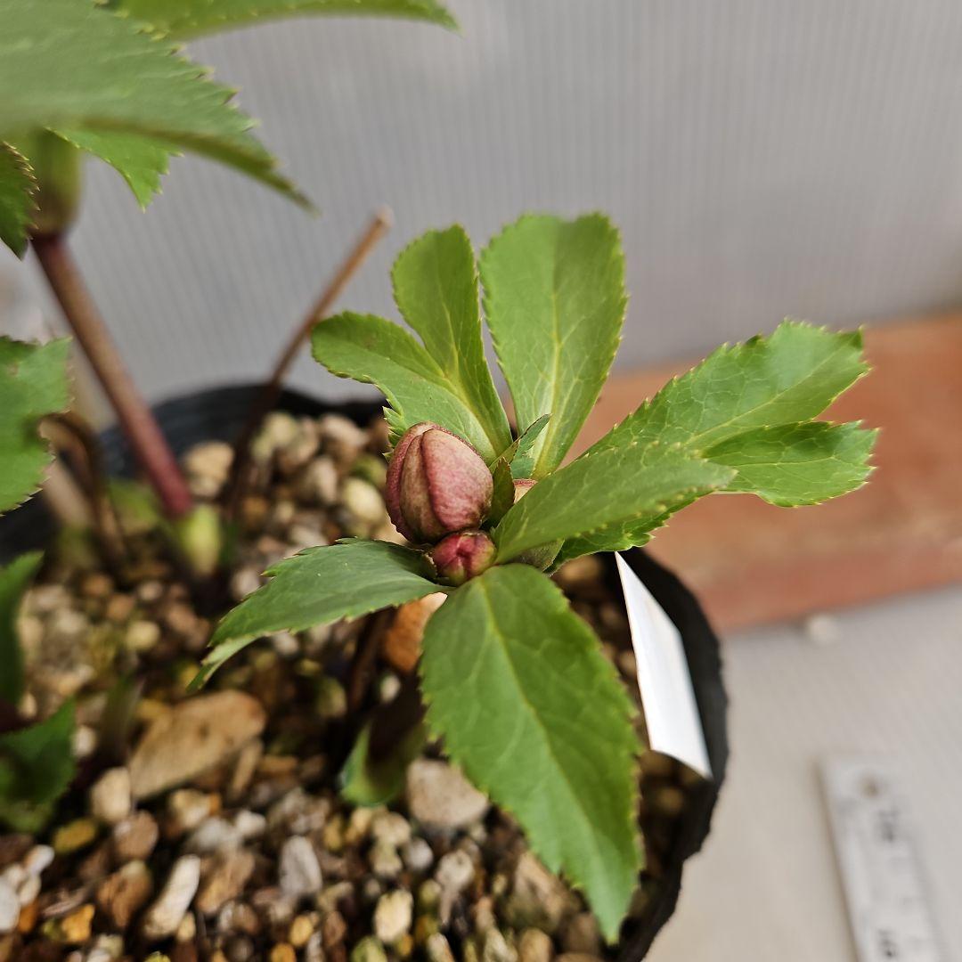 ㉖-281クリスマスローズ