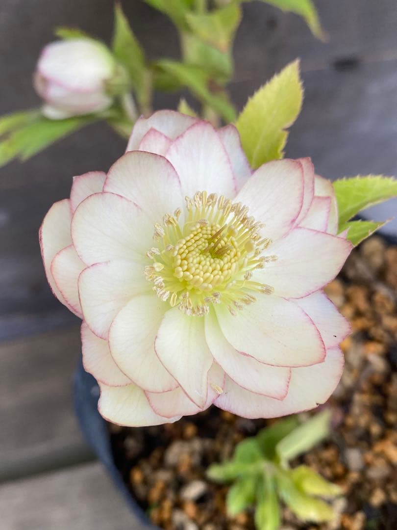 プリマヴェーラ×グロッシー　加藤農園