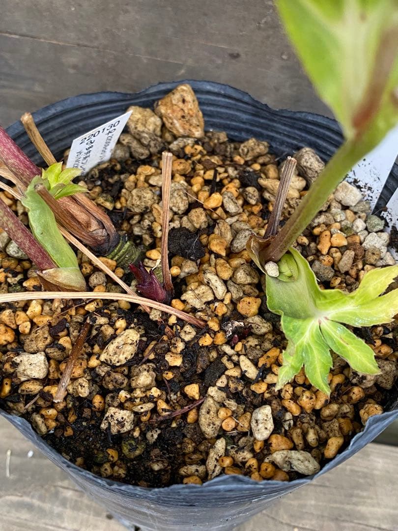 プリマヴェーラ×グロッシー　加藤農園