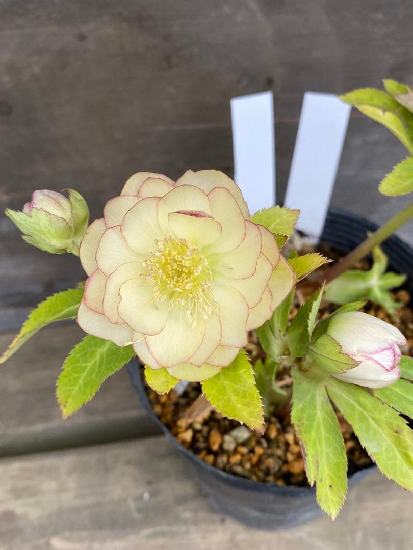 プリマヴェーラ×グロッシー　加藤農園