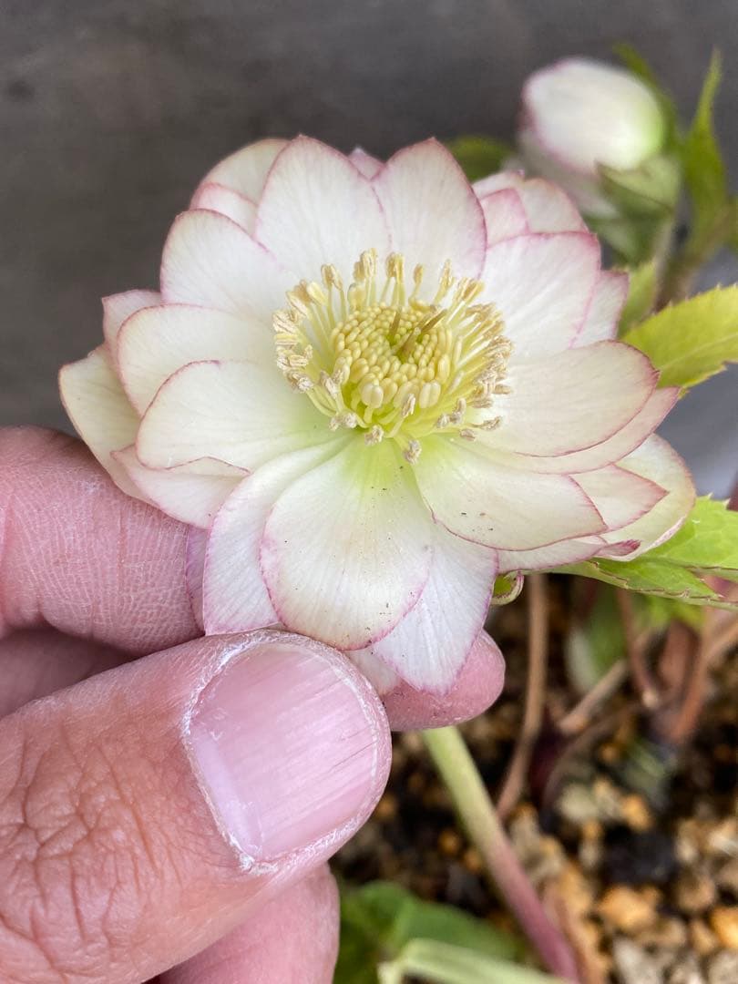 プリマヴェーラ×グロッシー　加藤農園