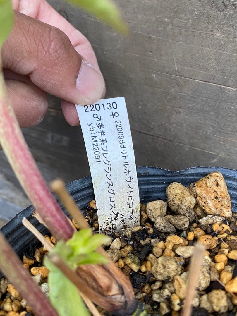 プリマヴェーラ×グロッシー　加藤農園