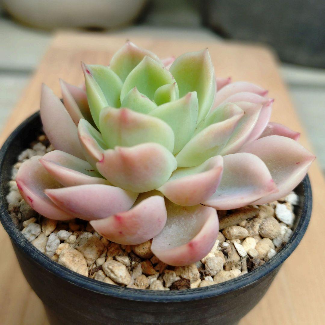 メローイエロー錦　覆輪斑　希少　カット苗　多肉植物　ゆうパケットプラス発送