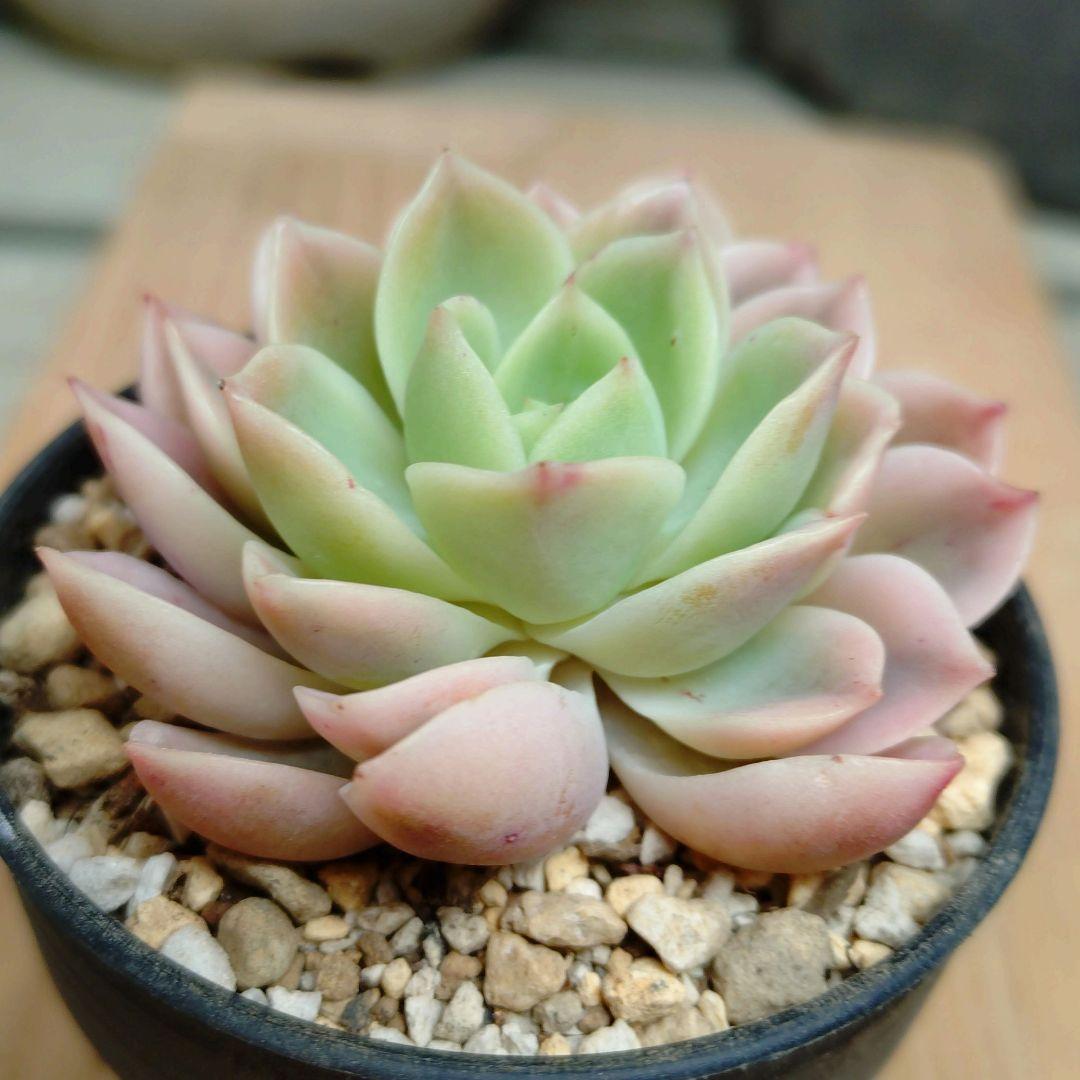 メローイエロー錦　覆輪斑　希少　カット苗　多肉植物　ゆうパケットプラス発送