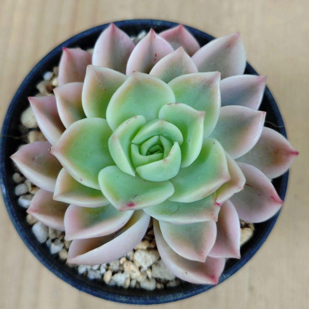 メローイエロー錦　覆輪斑　希少　カット苗　多肉植物　ゆうパケットプラス発送