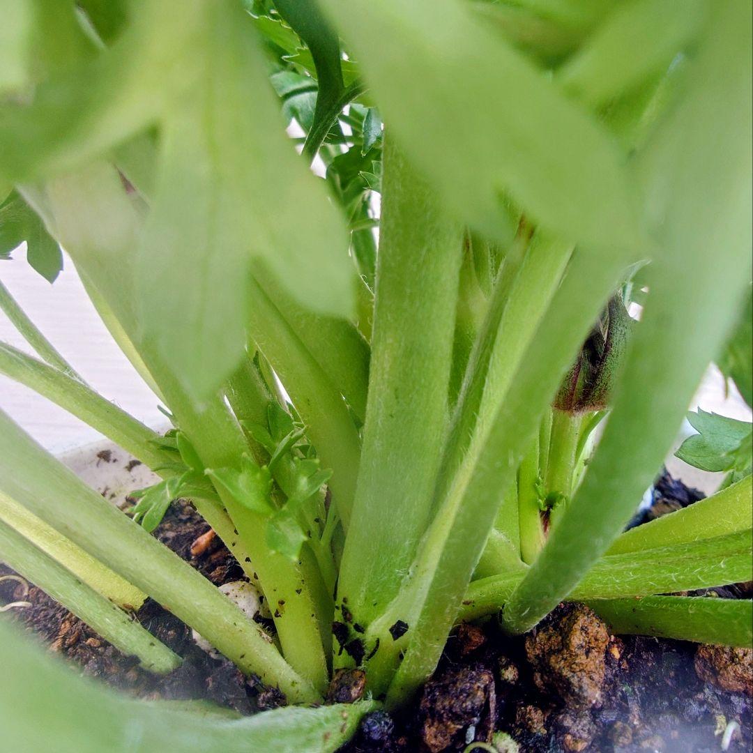 宿根草【タグ付】ラナンキュラスポンポン『マルヴァ』超大輪【5号