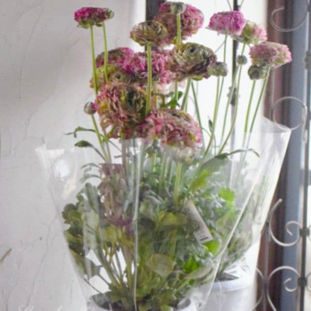 宿根草【タグ付】ラナンキュラスポンポン『マルヴァ』超大輪【5号