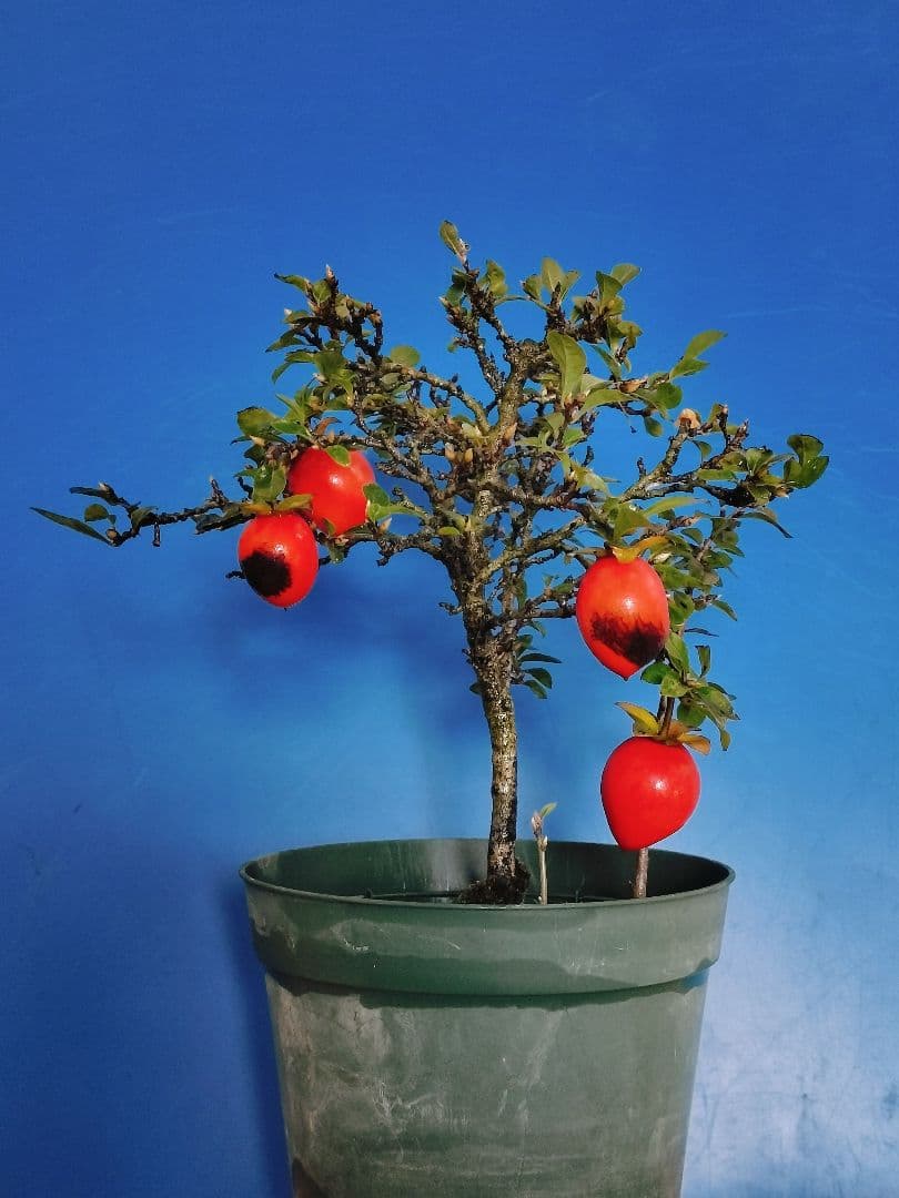 ✿シグナル様専用✿ 老爺柿 メス木 盆栽 観賞用 (E)(G)