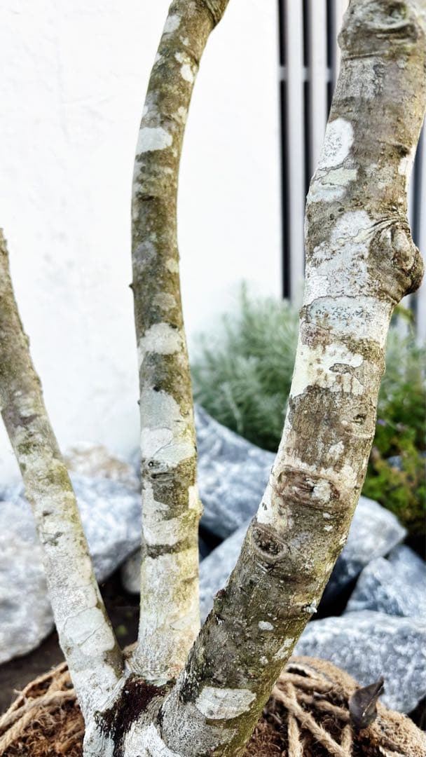 希少。山採りソヨゴ雌株3.2M(鉢底から)