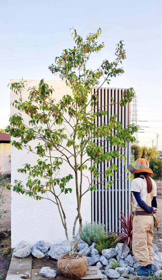 希少。山採りソヨゴ雌株3.2M(鉢底から)