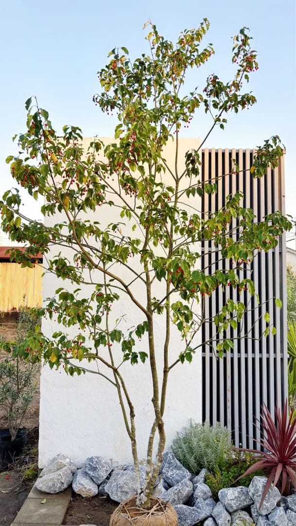 希少。山採りソヨゴ雌株3.2M(鉢底から)