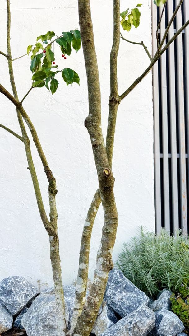 希少。山採りソヨゴ雌株3.2M(鉢底から)