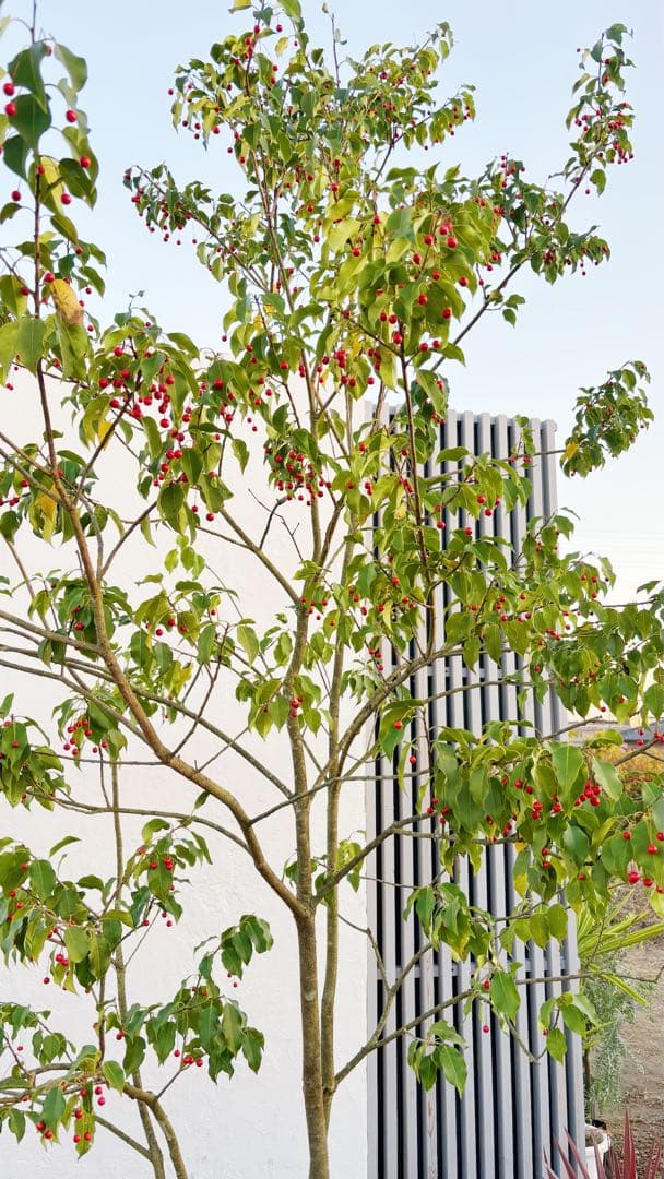 希少。山採りソヨゴ雌株3.2M(鉢底から)