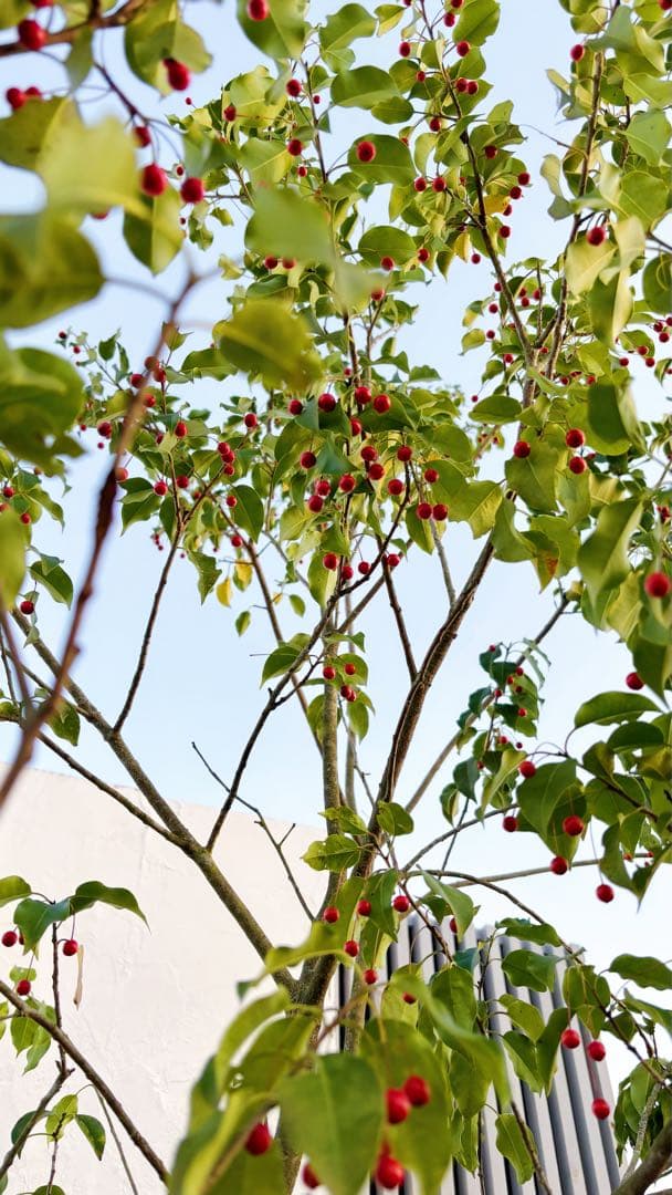 希少。山採りソヨゴ雌株3.2M(鉢底から)