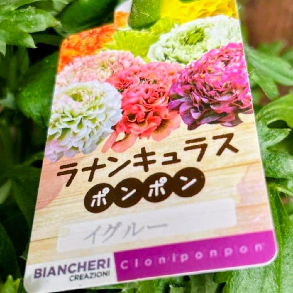 宿根草【正規品】ラナンキュラス ポンポン『イグルー』5号【ホット苗