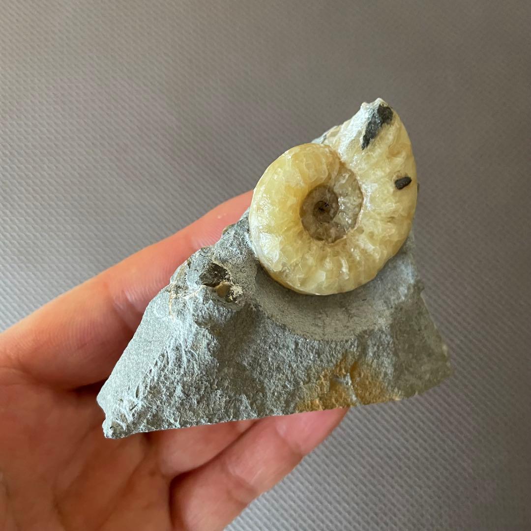 イングランド産 アンモナイト アステロセラス 母岩付き化石 採取カード付き 鉱石