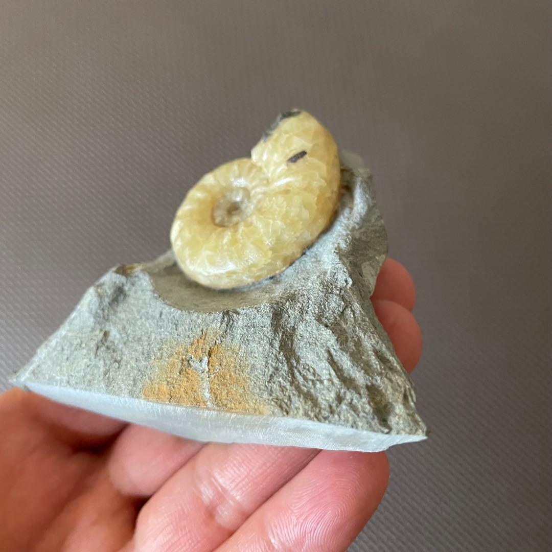 イングランド産 アンモナイト アステロセラス 母岩付き化石 採取カード付き 鉱石