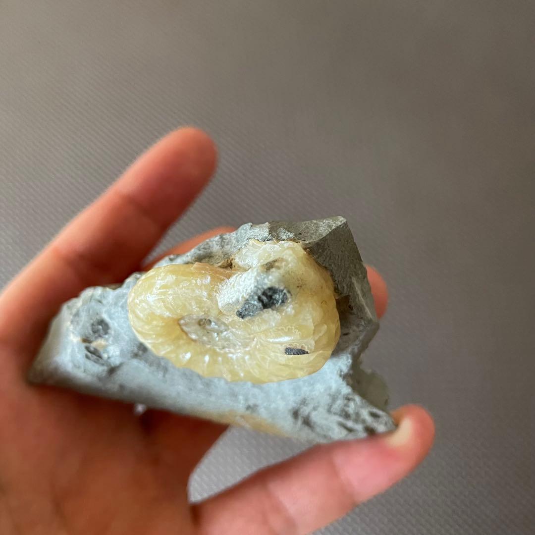 イングランド産 アンモナイト アステロセラス 母岩付き化石 採取カード付き 鉱石