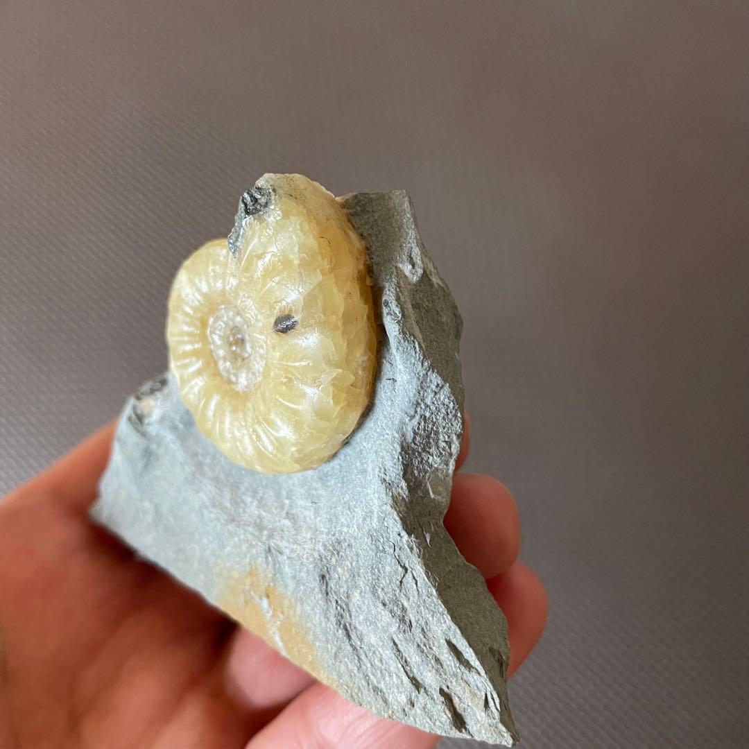 イングランド産 アンモナイト アステロセラス 母岩付き化石 採取カード付き 鉱石