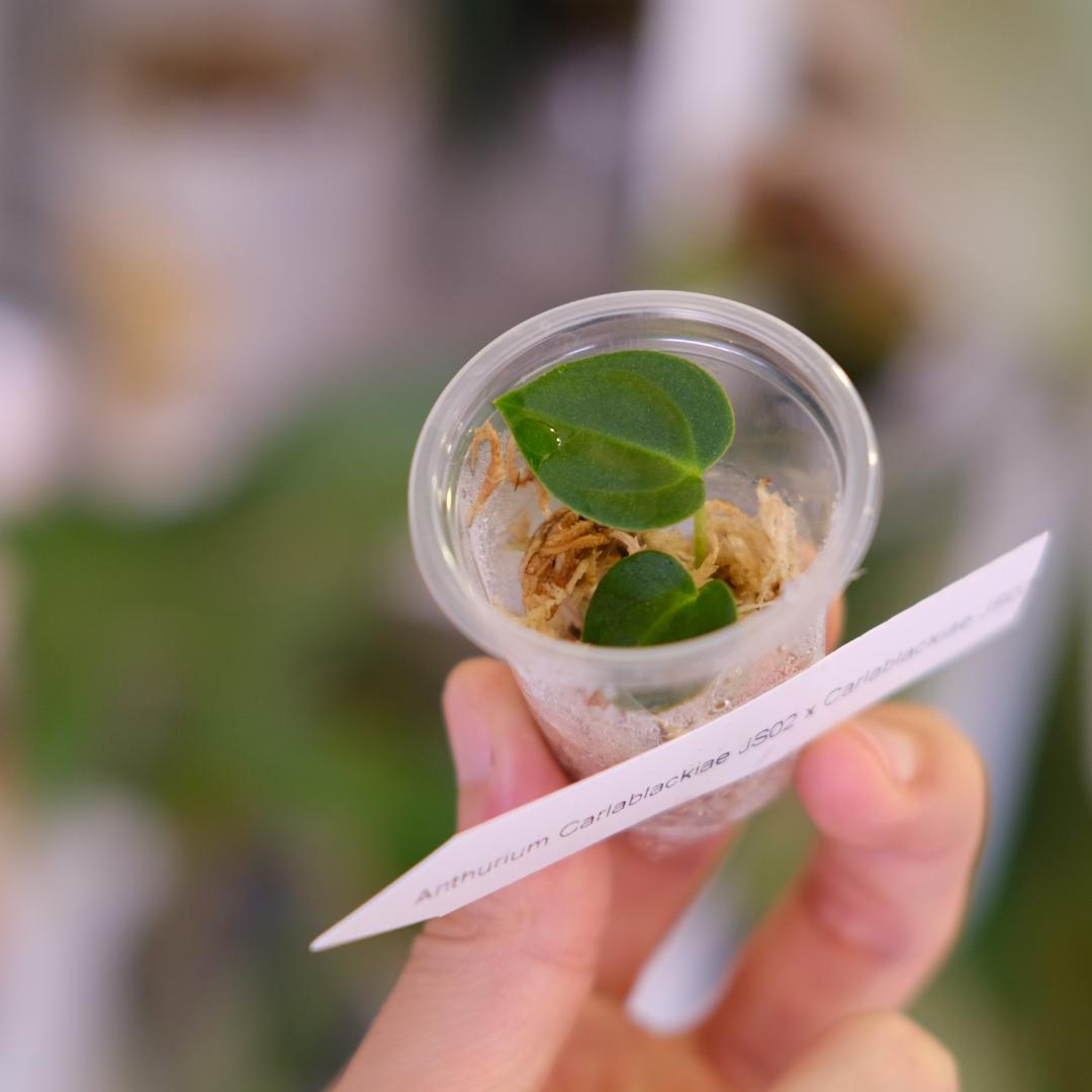 A. carlablackiae JS02 × JS07｜実生・アンスリウム