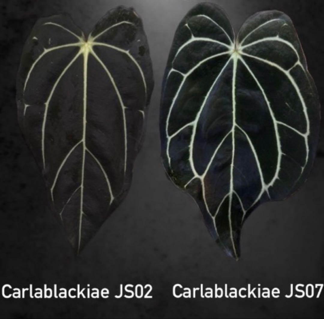 A. carlablackiae JS02 × JS07｜実生・アンスリウム