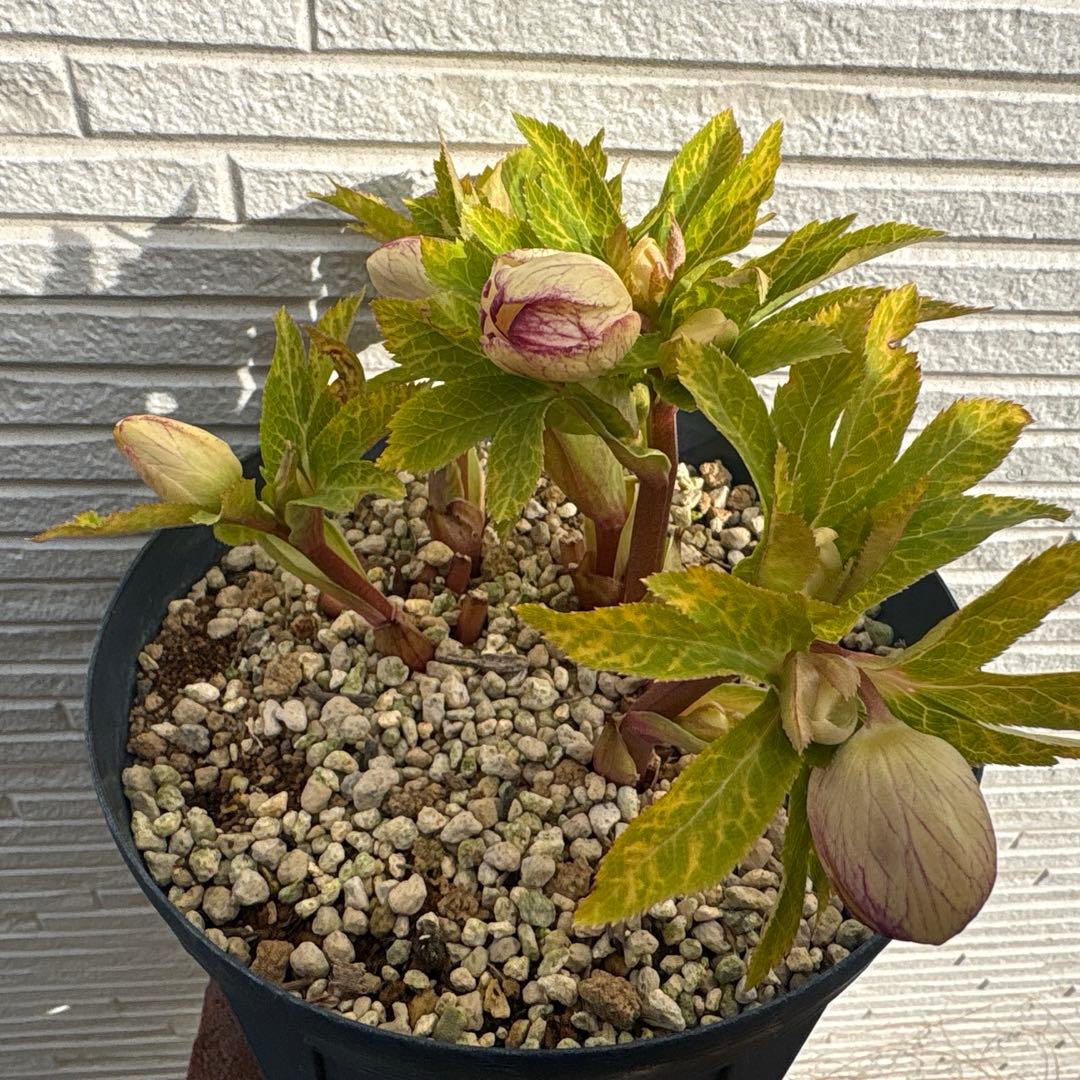 b*o様 クリスマスローズ　花芽多数