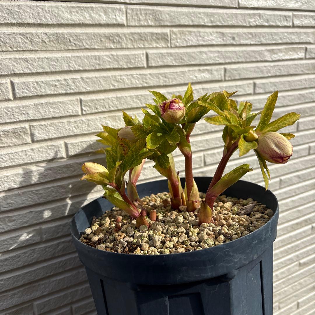 b*o様 クリスマスローズ　花芽多数