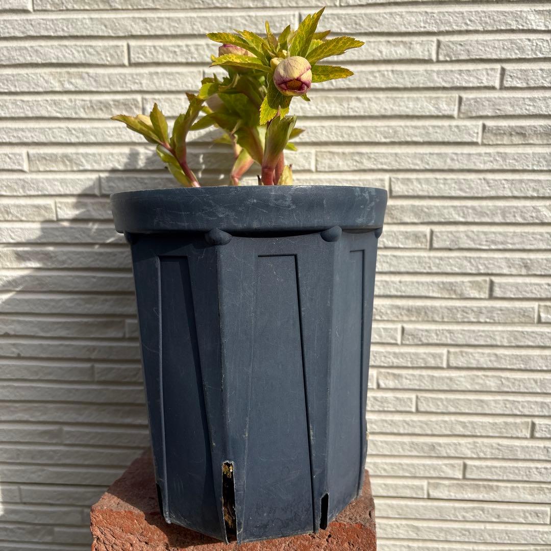 b*o様 クリスマスローズ　花芽多数