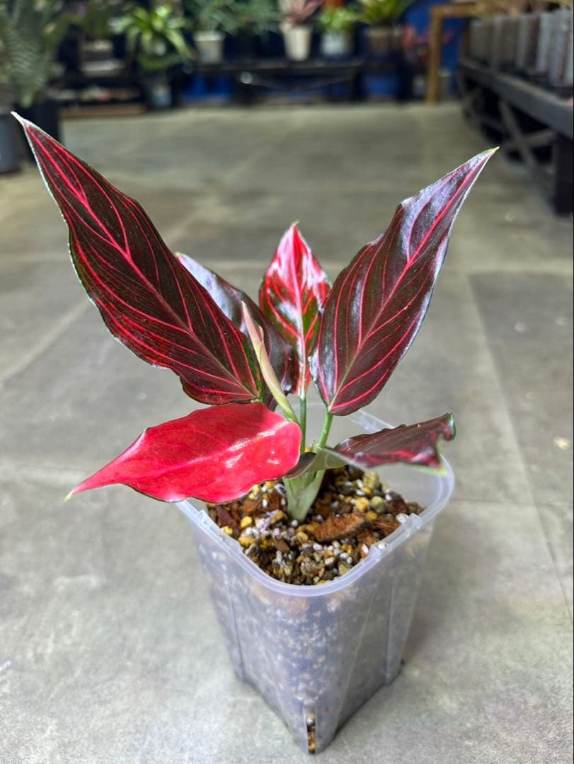 Aglaonema khan mak racha super red var. - メルカリ