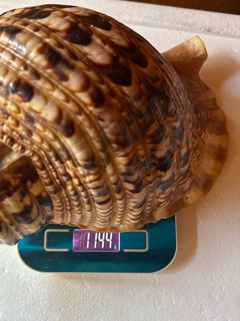 38cm 法螺貝 濃い色合いで美しい、大きくて丸い形の法螺貝です。 蓋付