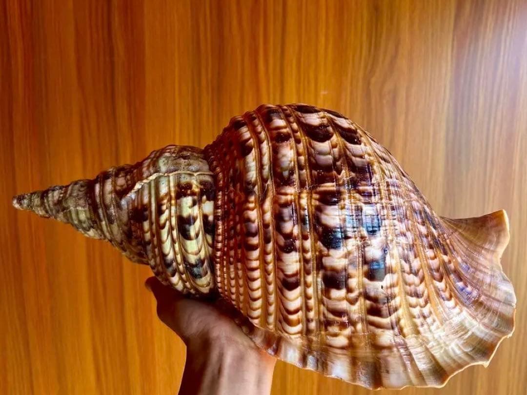 38cm 法螺貝 濃い色合いで美しい、大きくて丸い形の法螺貝です。 蓋付
