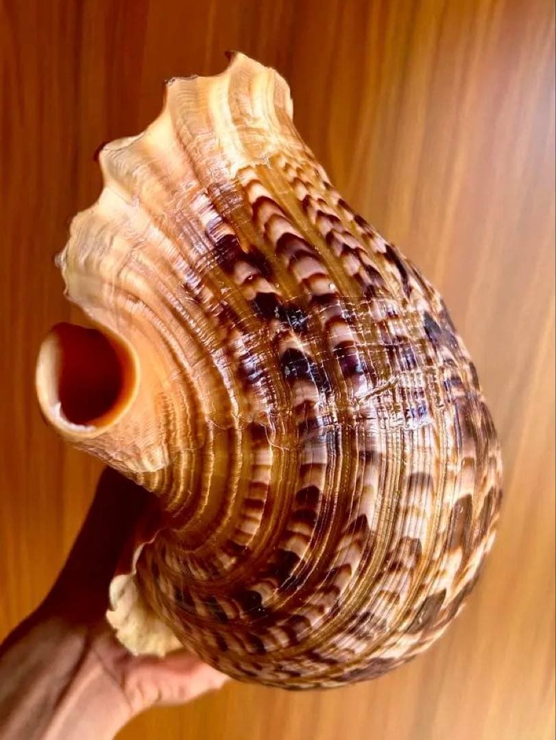 38cm 法螺貝 濃い色合いで美しい、大きくて丸い形の法螺貝です。 蓋付