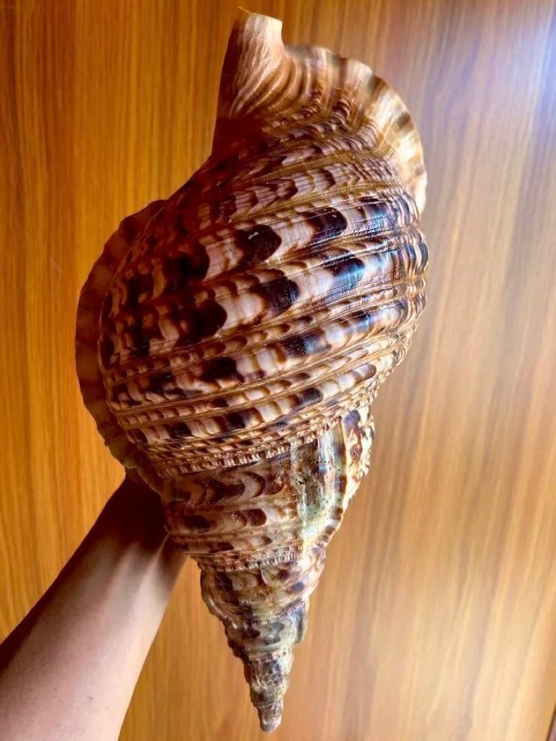 38cm 法螺貝 濃い色合いで美しい、大きくて丸い形の法螺貝です。 蓋付