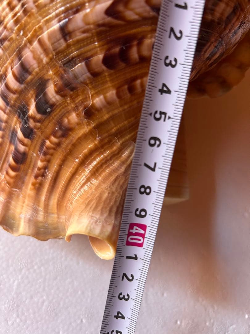 38cm 法螺貝 濃い色合いで美しい、大きくて丸い形の法螺貝です。 蓋付